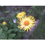 Zdjęcia użytkowników Sony Ericsson W200i