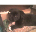 Zdjęcia użytkowników Sony Ericsson W200i