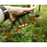 Zdjęcia użytkowników Sony Ericsson W205 Zdjęcia użytkowników Sony Ericsson W205