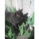 Zdjęcia użytkowników Sony Ericsson W300i