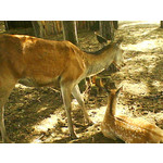 ZDJĘCIA Z TEGO TELEFONU