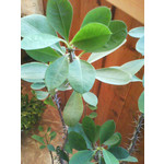 Zdjęcia użytkowników Sony Ericsson W380i