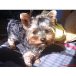 Zdjęcia użytkowników Sony Ericsson W580i