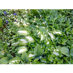 Zdjęcia użytkowników Sony Ericsson W890i