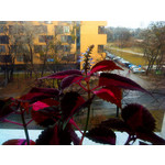 Zdjęcia użytkowników Sony Ericsson W890i