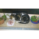 Zdjęcia użytkowników Sony Ericsson Xperia Arc S