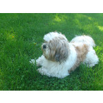 Zdjęcia użytkowników Sony Ericsson Xperia Arc S