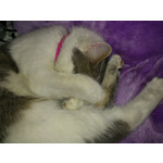 Zdjęcia użytkowników Sony Ericsson Xperia Arc S