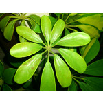 Zdjęcia użytkowników Sony Ericsson Xperia Arc S