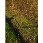 Zdjęcia użytkowników Sony Ericsson Xperia Arc S