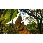 Zdjęcia użytkowników Sony Ericsson Xperia Arc S