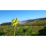 Zdjęcia użytkowników Sony Ericsson Xperia Arc S