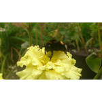 Zdjęcia użytkowników Sony Ericsson Xperia Arc S