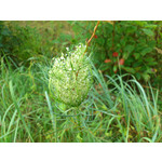 Zdjęcia użytkowników Sony Ericsson Xperia Arc S