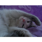 Zdjęcia użytkowników Sony Ericsson Xperia Arc S