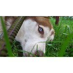 Zdjęcia użytkowników Sony Ericsson Xperia Arc S