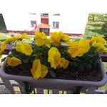 Zdjęcia użytkowników Sony Ericsson Xperia Arc