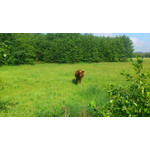 Zdjęcia użytkowników Sony Ericsson Xperia Arc