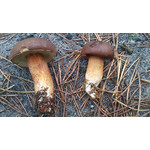 Zdjęcia użytkowników Sony Ericsson Xperia mini pro Zdjęcia użytkowników Sony Ericsson Xperia mini pro