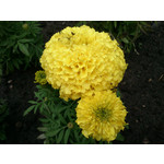 Zdjęcia użytkowników Sony Ericsson Xperia mini pro Zdjęcia użytkowników Sony Ericsson Xperia mini pro