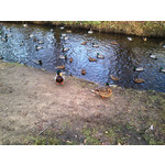 Zdjęcia użytkowników Sony Ericsson Xperia neo V