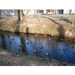 Zdjęcia użytkowników Sony Ericsson Xperia neo V