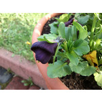 Zdjęcia użytkowników Sony Ericsson Xperia neo V