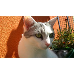 Zdjęcia użytkowników Sony Ericsson Xperia neo V