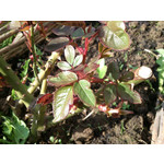 Zdjęcia użytkowników Sony Ericsson Xperia neo V