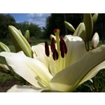 Zdjęcia użytkowników Sony Ericsson Xperia neo V