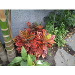 Zdjęcia użytkowników Sony Ericsson Xperia neo V