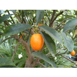 Zdjęcia użytkowników Sony Ericsson Xperia neo V