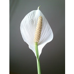 Zdjęcia użytkowników Sony Ericsson Xperia neo V