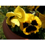 Zdjęcia użytkowników Sony Ericsson Xperia neo V