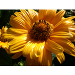 Zdjęcia użytkowników Sony Ericsson Xperia neo V