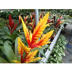 Zdjęcia użytkowników Sony Ericsson Xperia neo V