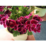 Zdjęcia użytkowników Sony Ericsson Xperia X10