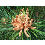 Zdjęcia użytkowników Sony Ericsson Xperia X10