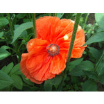 Zdjęcia użytkowników Sony Ericsson Xperia X10