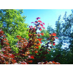 Zdjęcia użytkowników Sony Ericsson Xperia X10