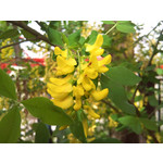 Zdjęcia użytkowników Sony Ericsson Xperia X10