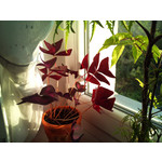 Zdjęcia użytkowników Sony Ericsson Xperia X10