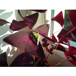 Zdjęcia użytkowników Sony Ericsson Xperia X10