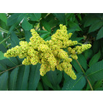 Zdjęcia użytkowników Sony Ericsson Xperia X10