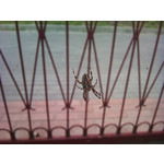 Zdjęcia użytkowników Sony Ericsson Xperia X10