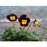 Zdjęcia użytkowników Sony Ericsson Xperia X10