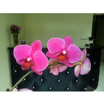 Zdjęcia użytkowników Sony Ericsson Xperia X8