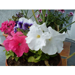 Zdjęcia użytkowników Sony Ericsson Xperia X8