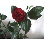 Zdjęcia użytkowników Sony Ericsson Z530i