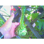 Zdjęcia użytkowników Sony Ericsson Z530i